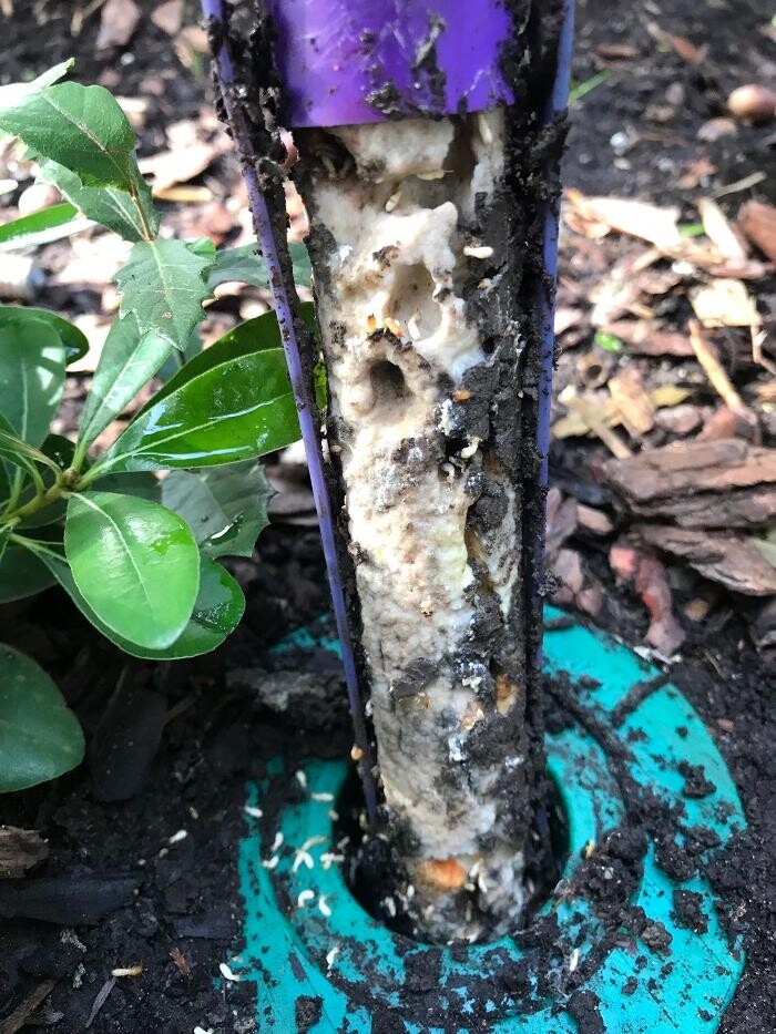 Images SafeHaven Pest Control