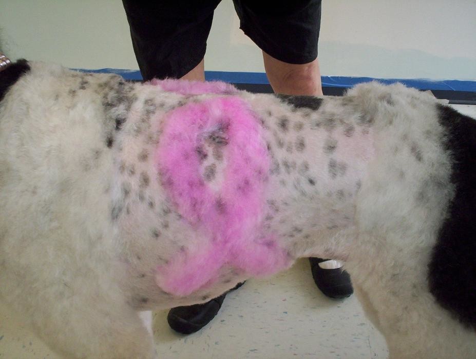 Images Tails Gone Wild