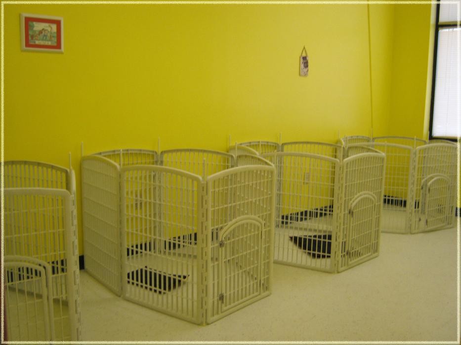 Images Tails Gone Wild