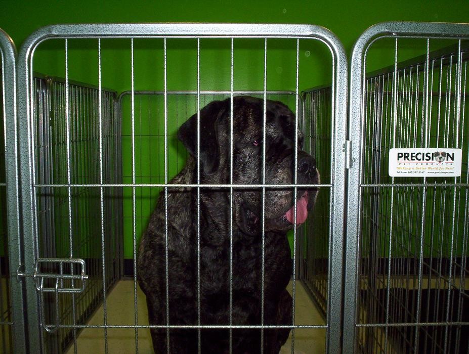 Images Tails Gone Wild