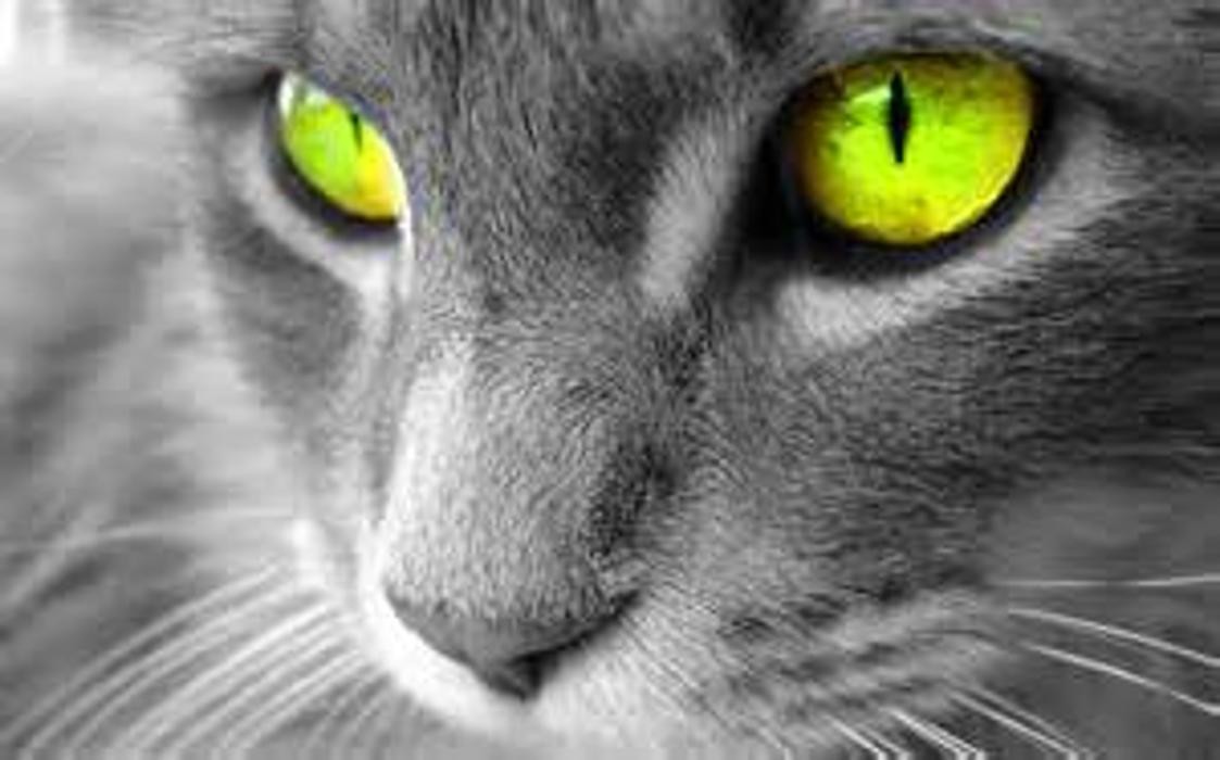 Images Neon Dream Pet Sitting