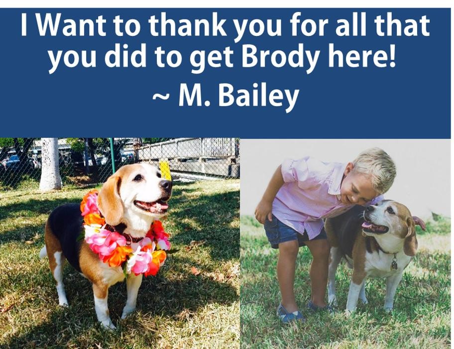 Images Island Pet Movers