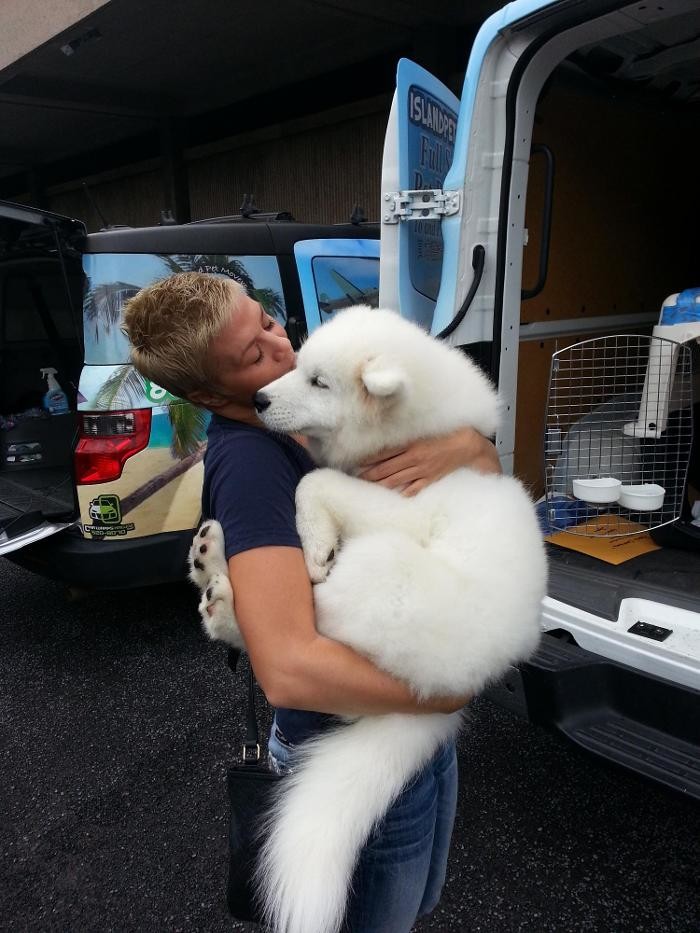 Images Island Pet Movers