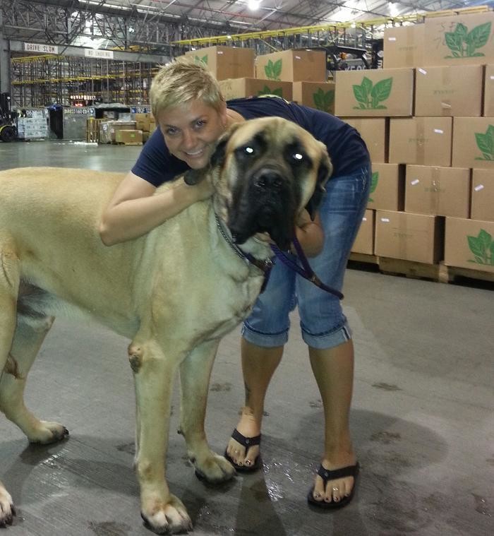 Images Island Pet Movers