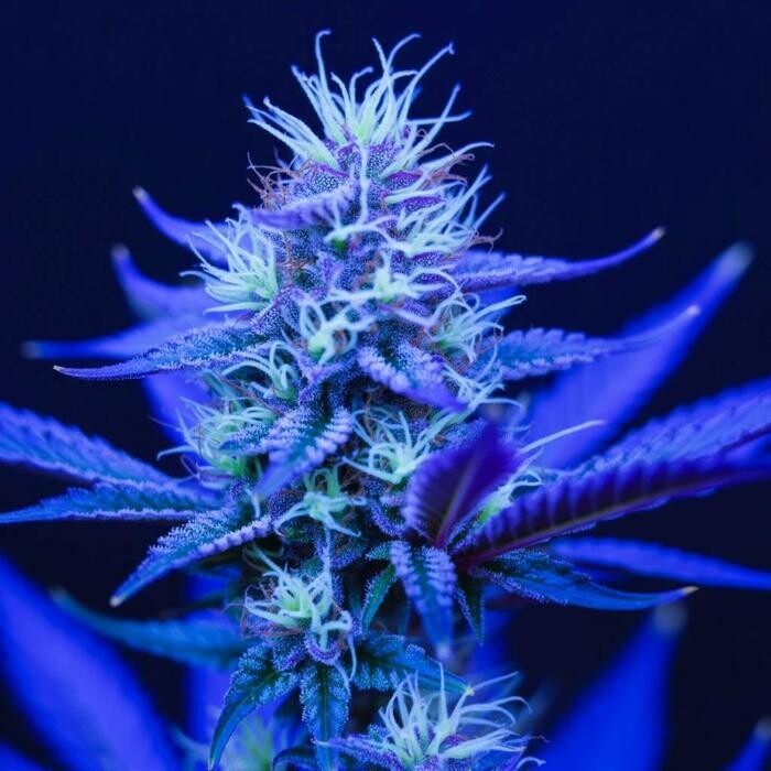 Images TruMed Dispensary