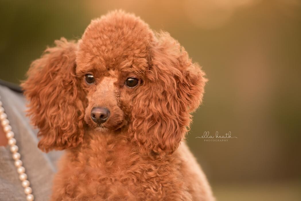 Images Poodles & Cocker Spaniels