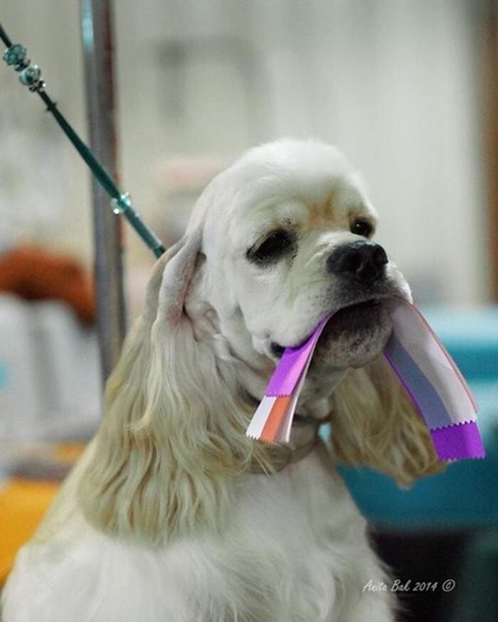 Images Poodles & Cocker Spaniels