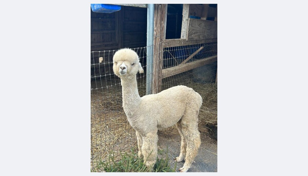 Images Quarry Critters Alpaca Ranch