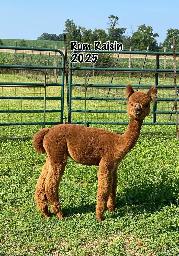 Images Quarry Critters Alpaca Ranch