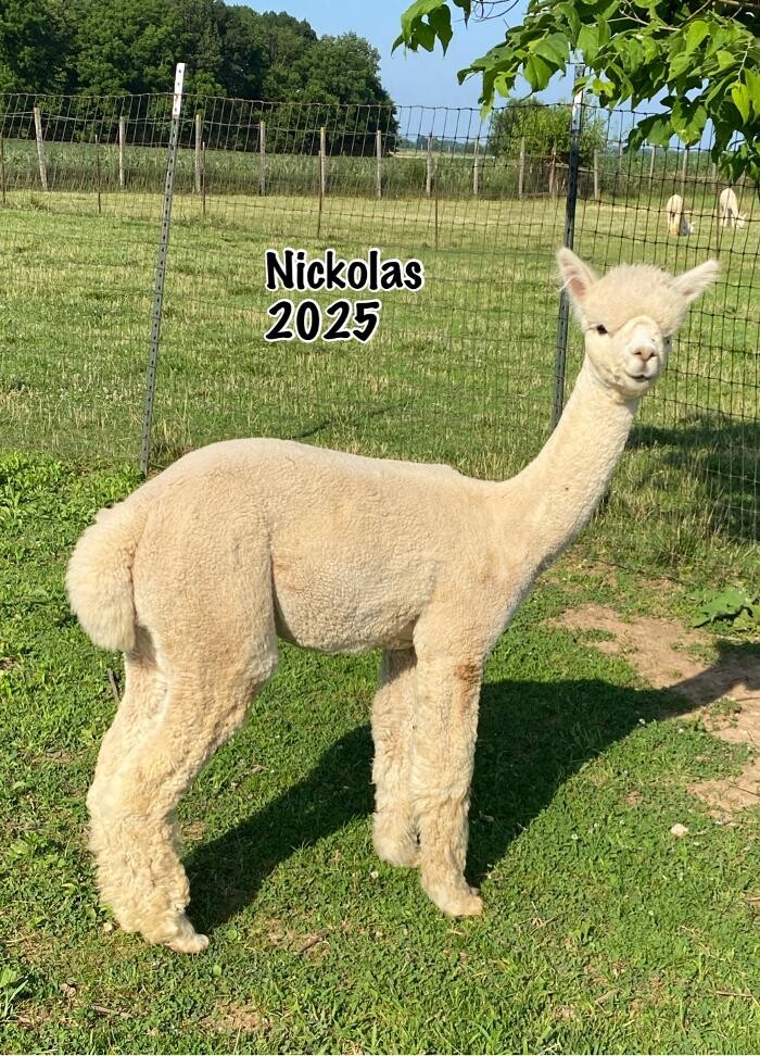 Images Quarry Critters Alpaca Ranch