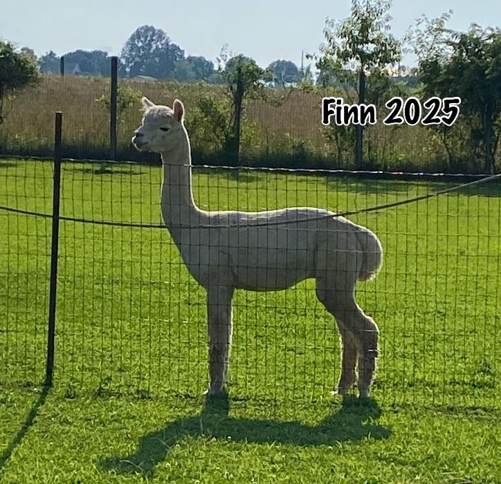 Images Quarry Critters Alpaca Ranch