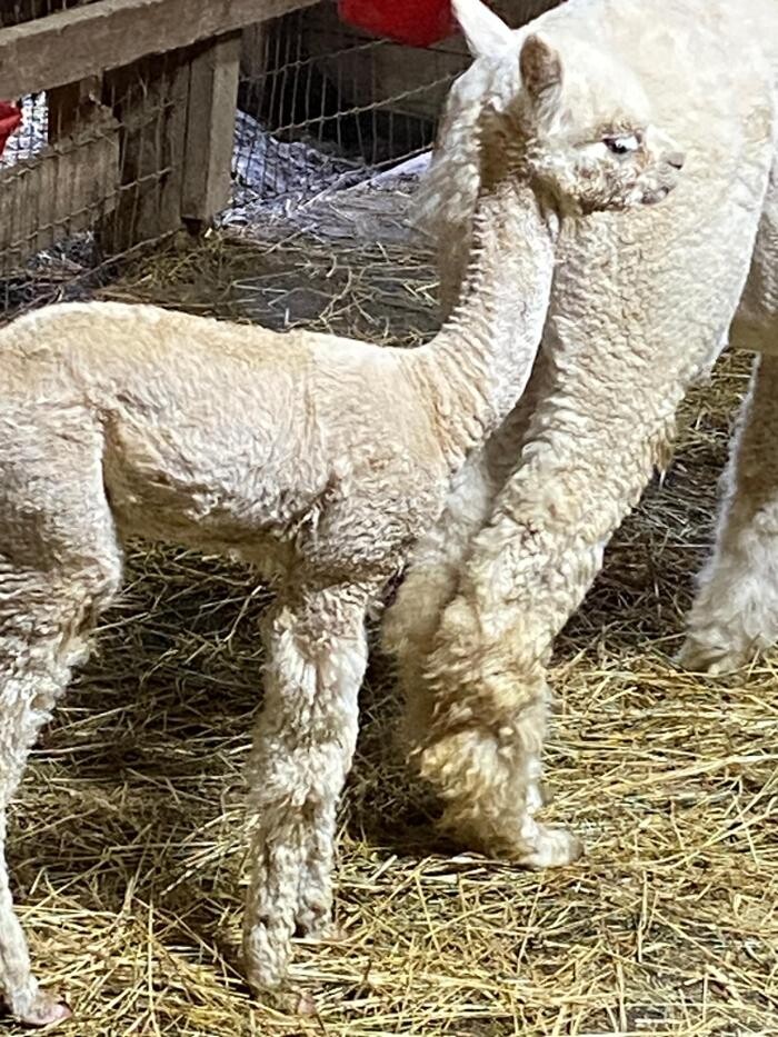 Images Quarry Critters Alpaca Ranch