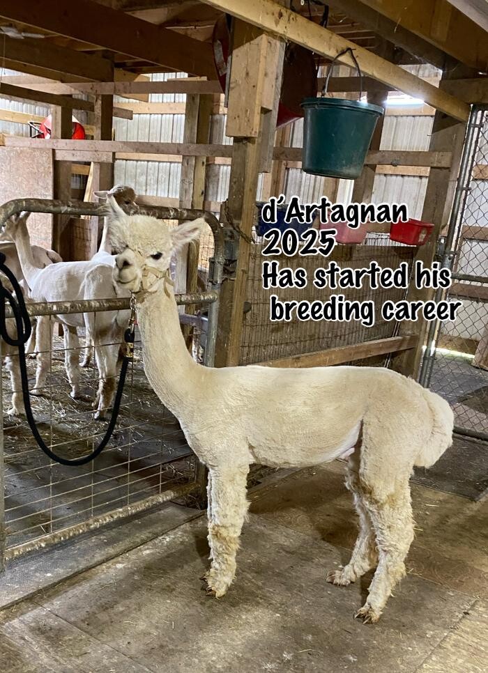 Images Quarry Critters Alpaca Ranch