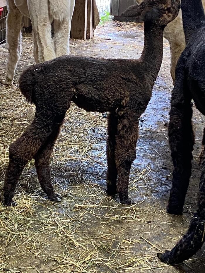 Images Quarry Critters Alpaca Ranch