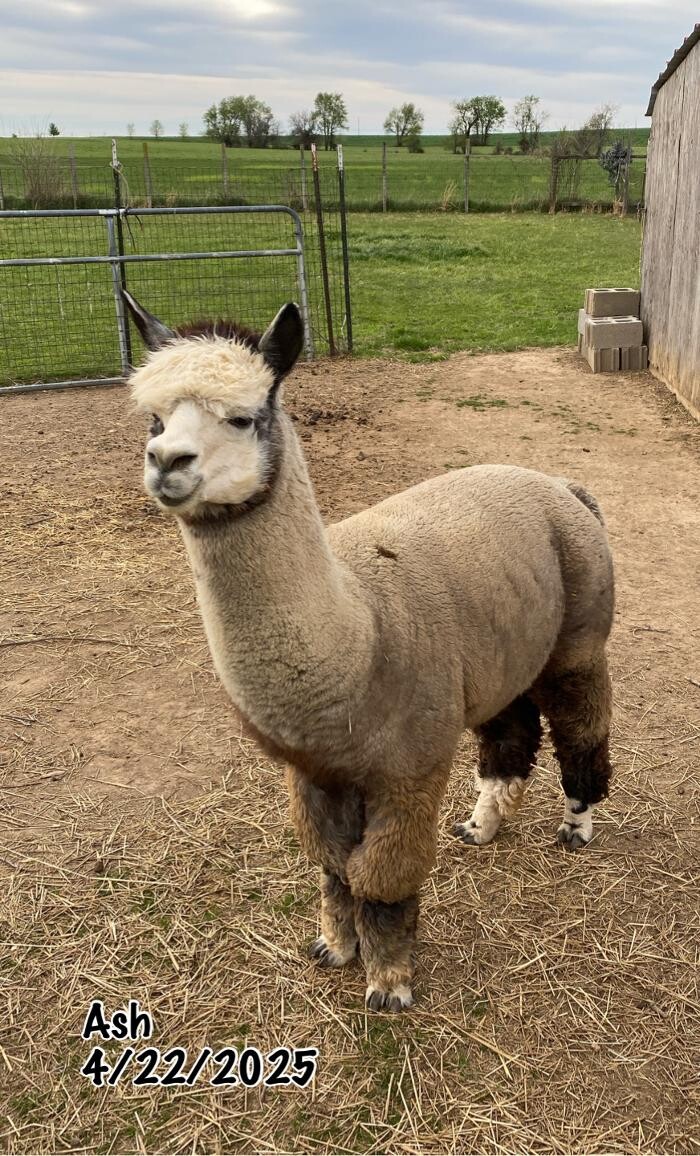 Images Quarry Critters Alpaca Ranch