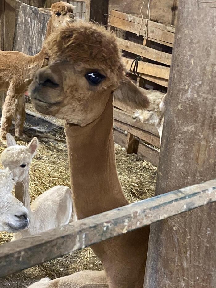Images Quarry Critters Alpaca Ranch