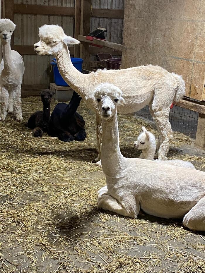 Images Quarry Critters Alpaca Ranch