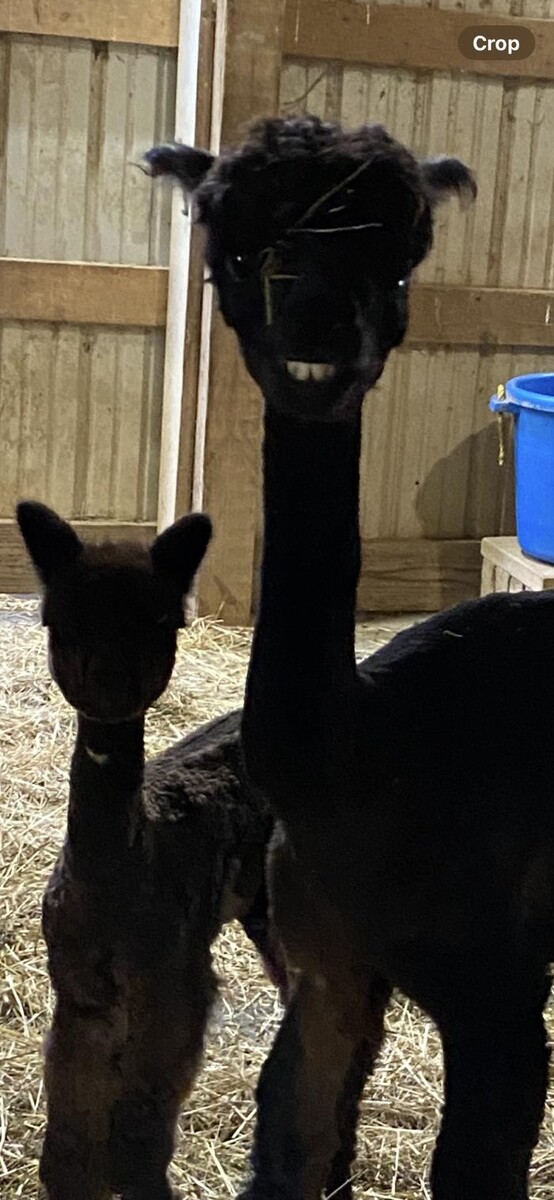 Images Quarry Critters Alpaca Ranch