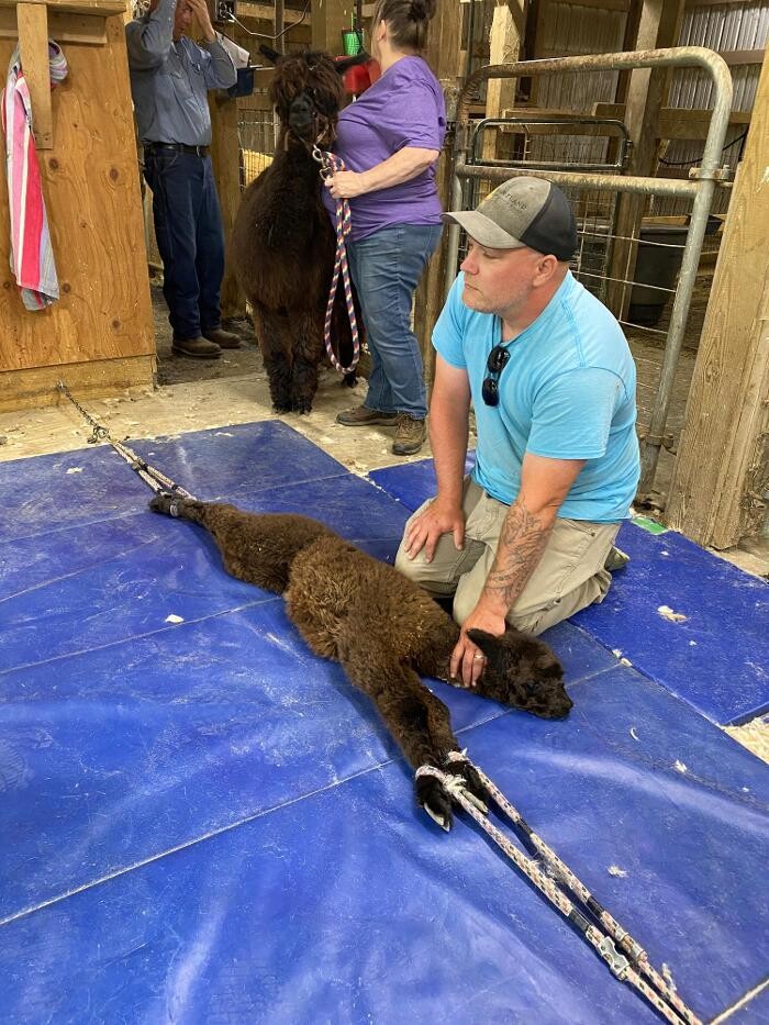 Images Quarry Critters Alpaca Ranch