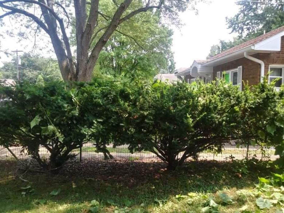 Images Proformance Lawn Care