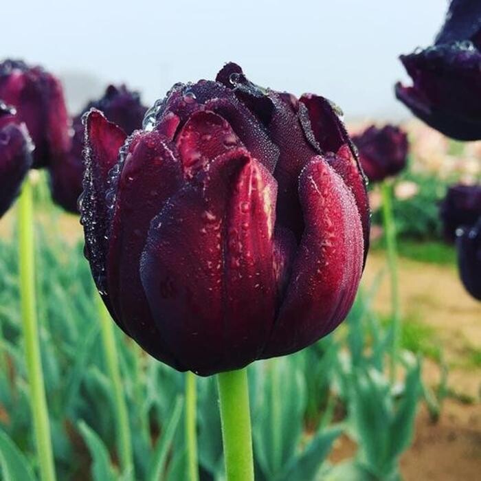 Images Texas-Tulips, LLC