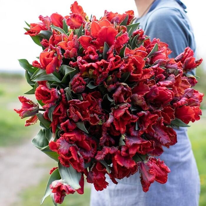 Images Texas-Tulips, LLC