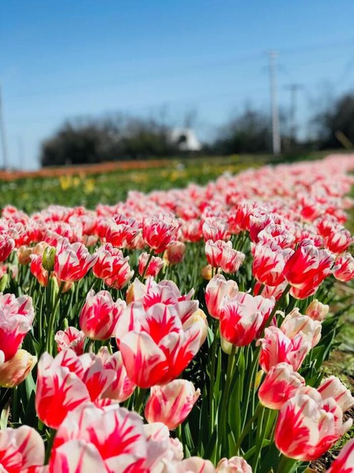 Images Texas-Tulips, LLC