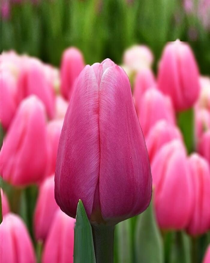 Images Texas-Tulips, LLC