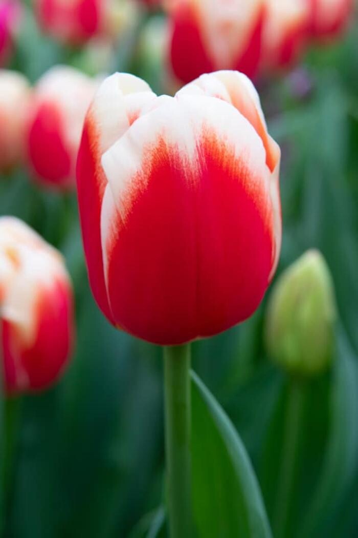 Images Texas-Tulips, LLC