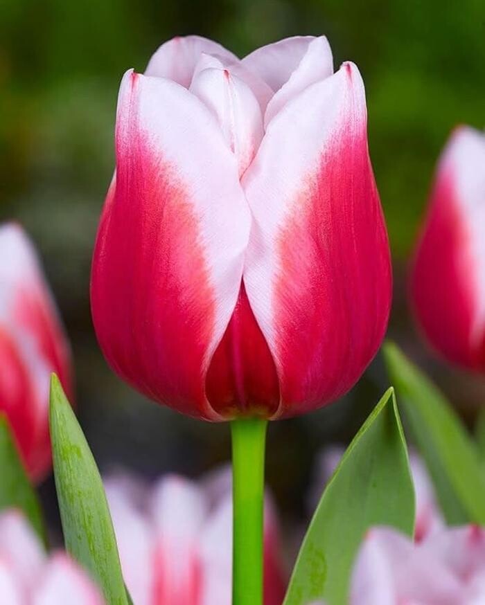 Images Texas-Tulips, LLC