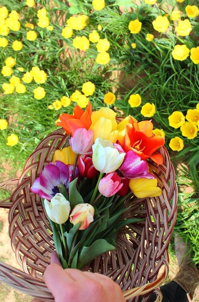 Images Texas-Tulips, LLC