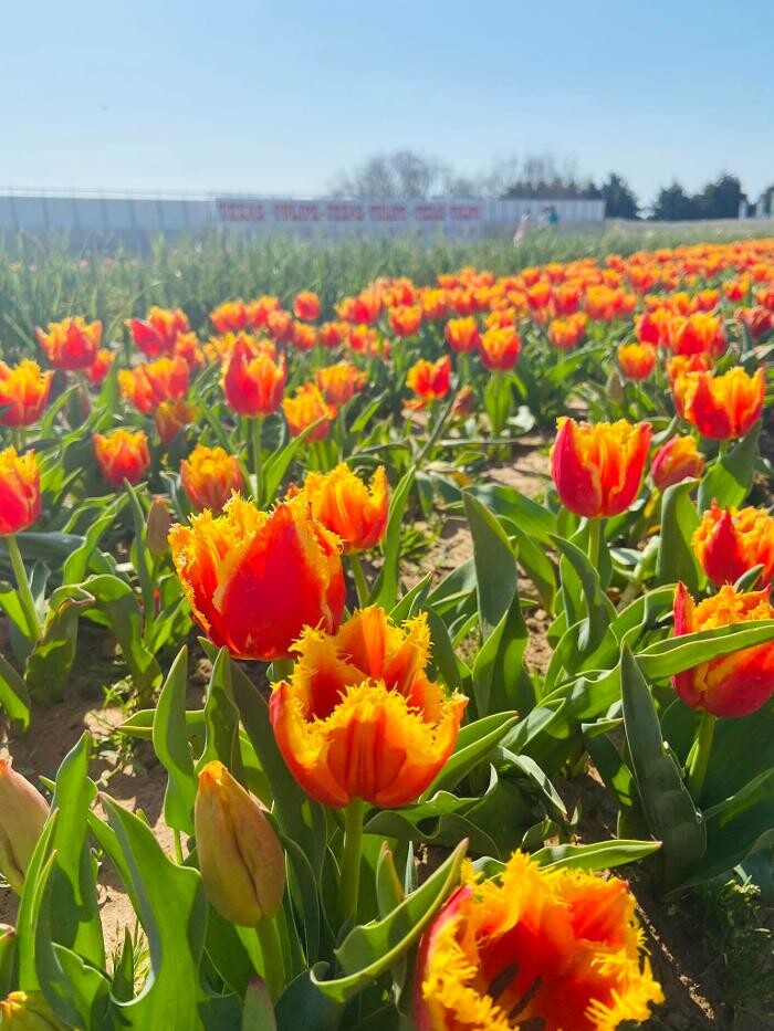 Images Texas-Tulips, LLC