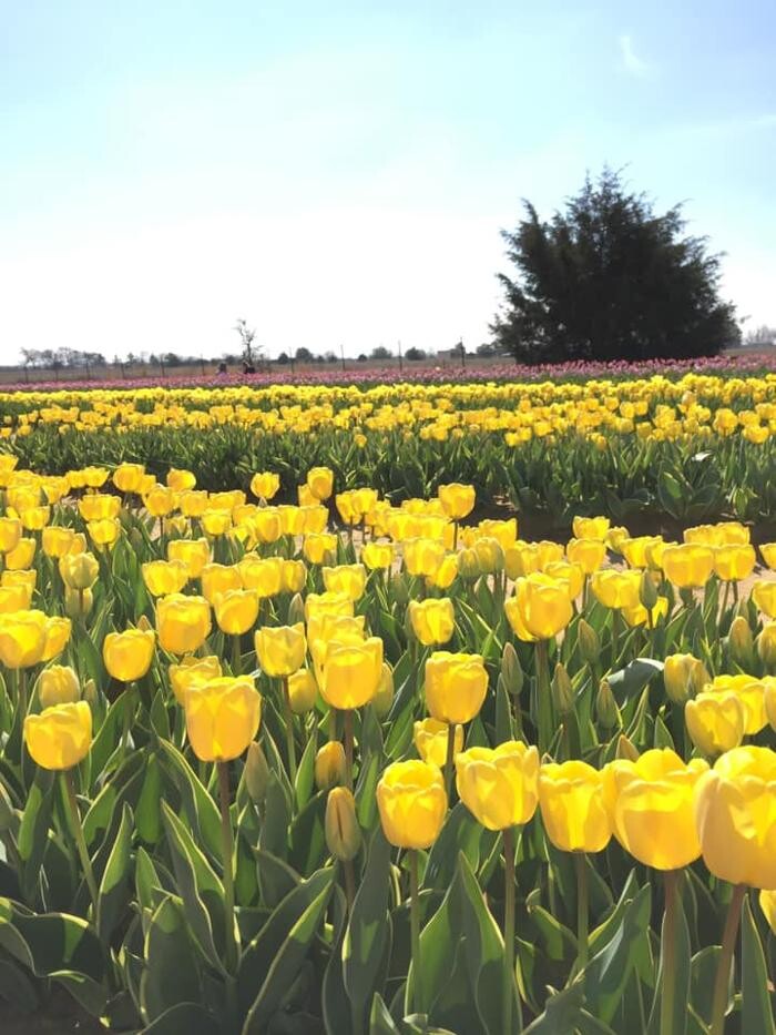 Images Texas-Tulips, LLC