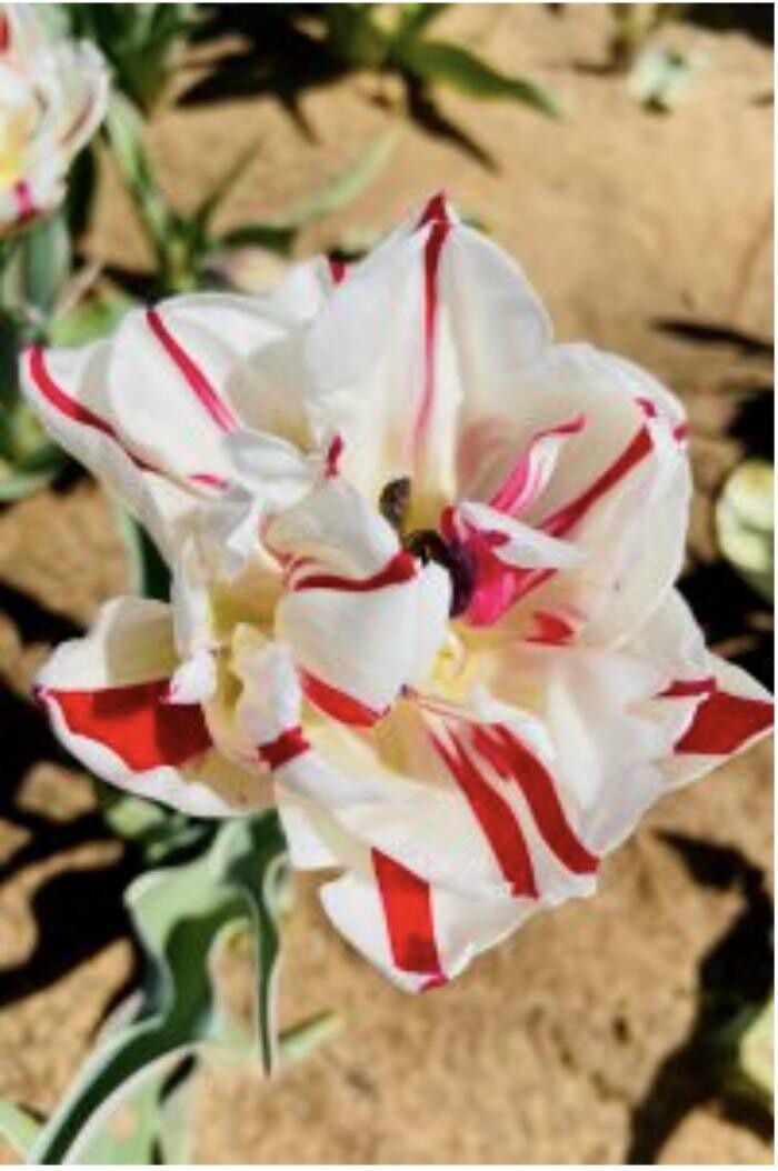 Images Texas-Tulips, LLC