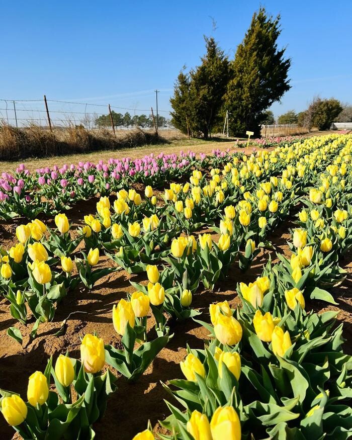Images Texas-Tulips, LLC