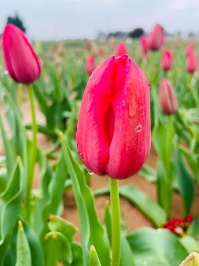 Images Texas-Tulips, LLC