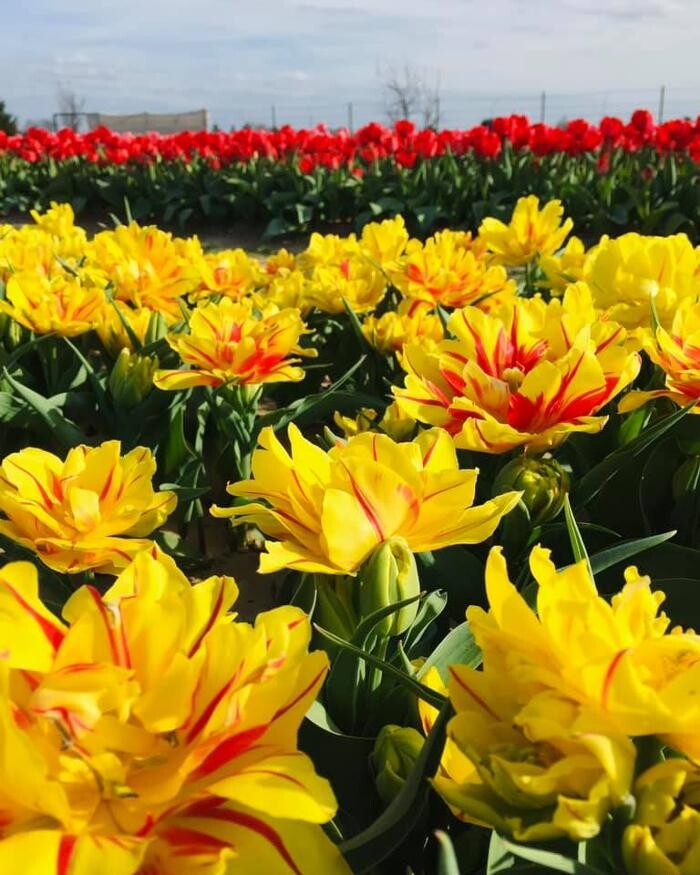 Images Texas-Tulips, LLC