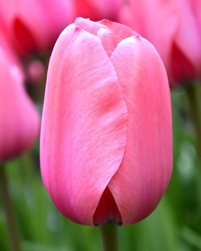 Images Texas-Tulips, LLC