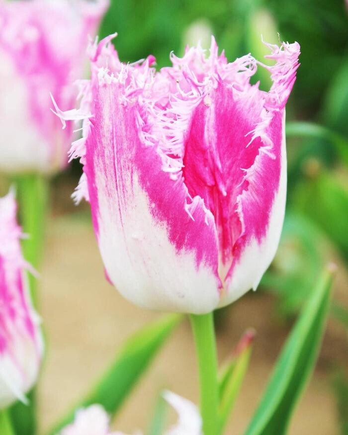 Images Texas-Tulips, LLC