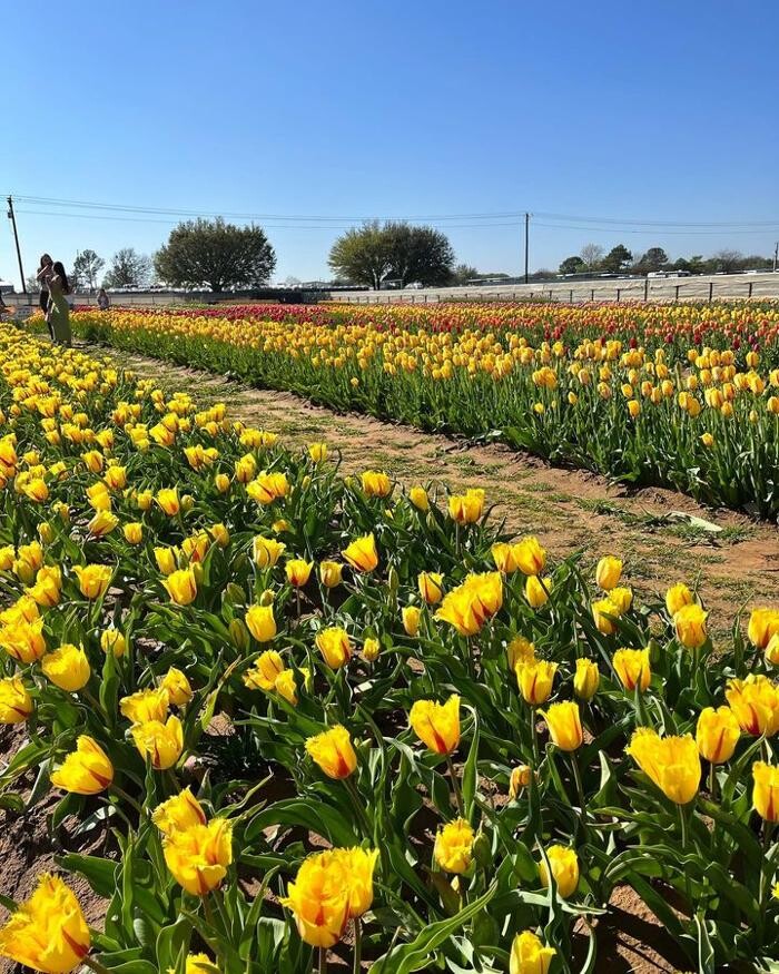 Images Texas-Tulips, LLC