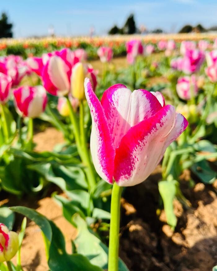 Images Texas-Tulips, LLC