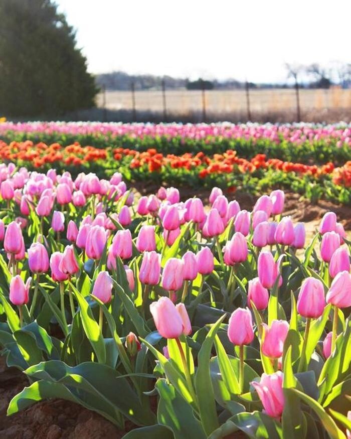 Images Texas-Tulips, LLC