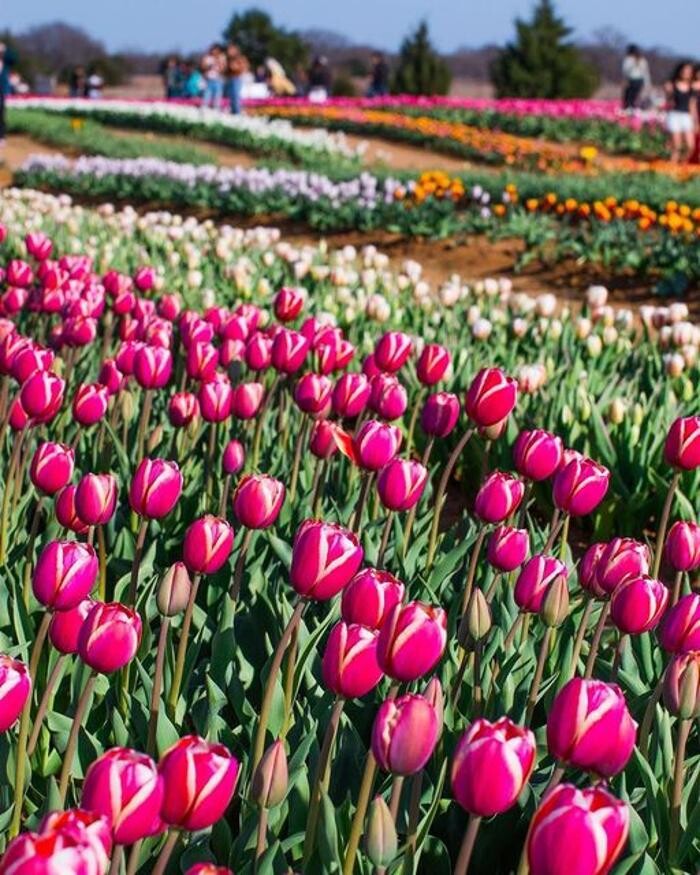 Images Texas-Tulips, LLC