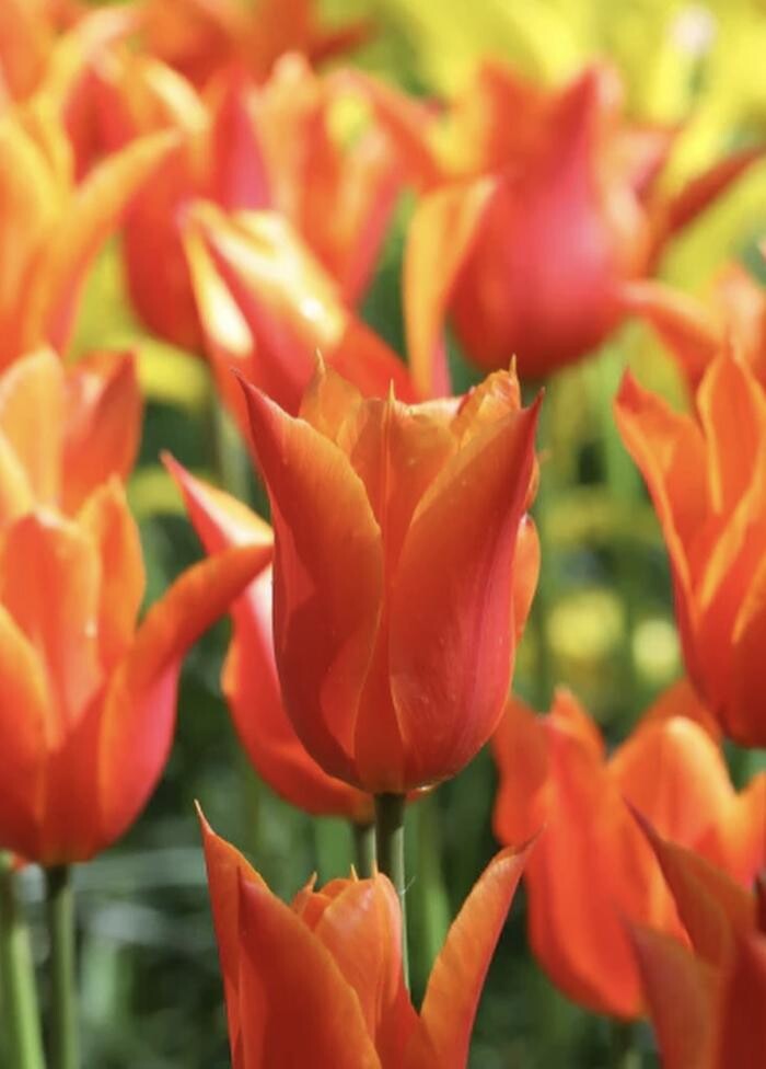 Images Texas-Tulips, LLC