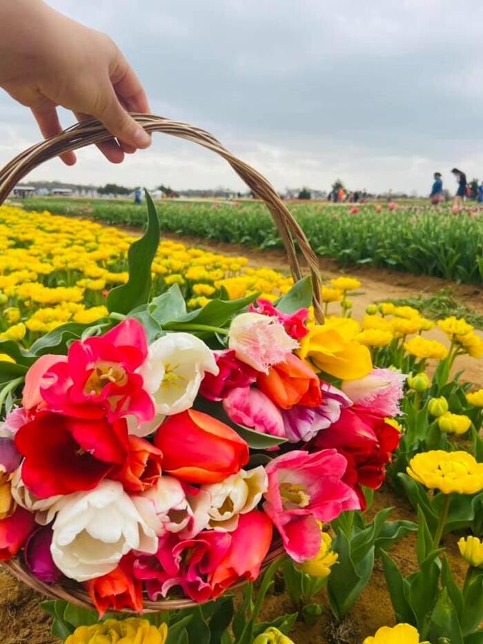 Images Texas-Tulips, LLC