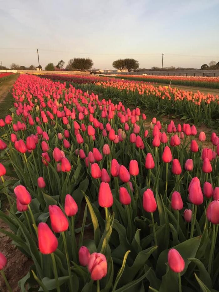 Images Texas-Tulips, LLC