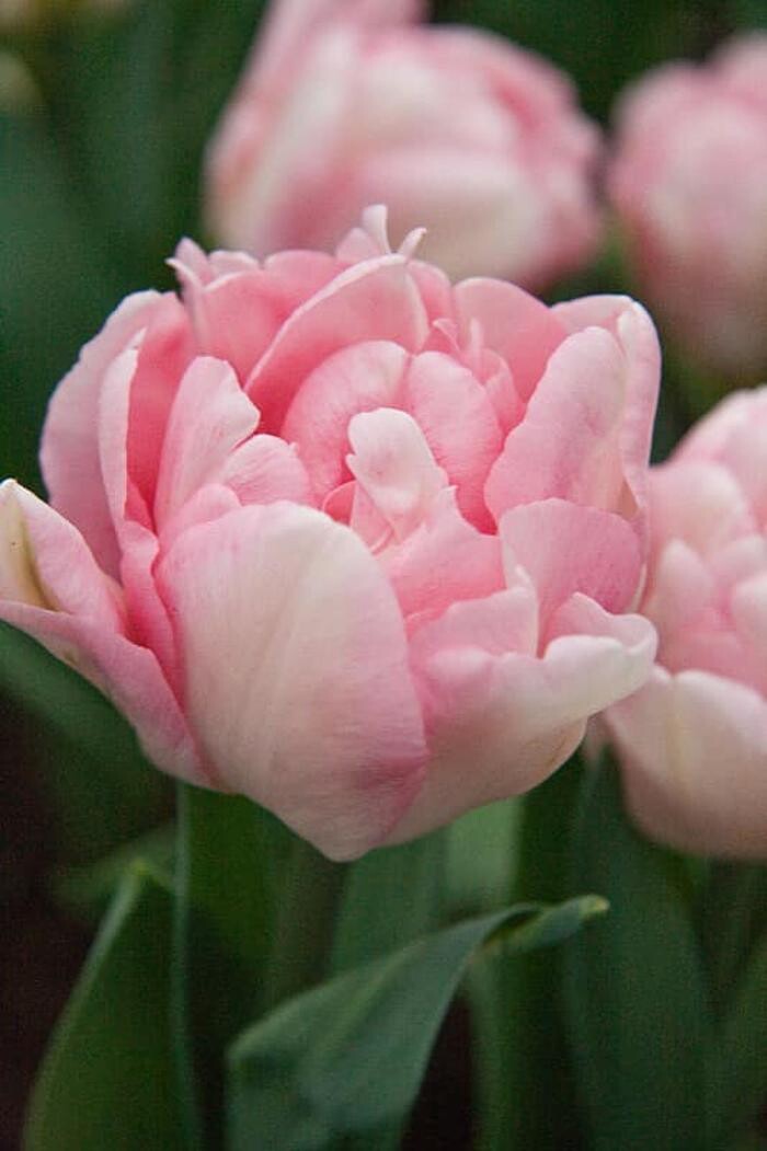 Images Texas-Tulips, LLC