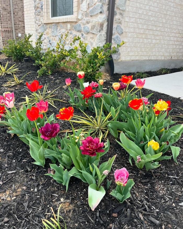 Images Texas-Tulips, LLC