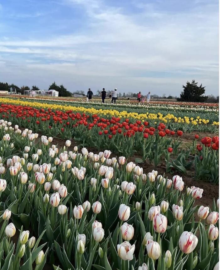 Images Texas-Tulips, LLC