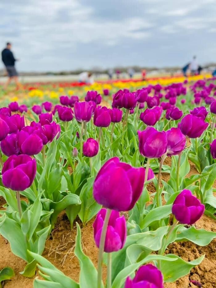 Images Texas-Tulips, LLC